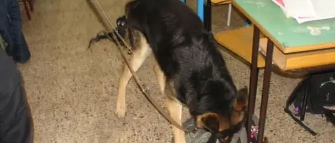 Vibo Valentia, marijuana nel bagno della scuola