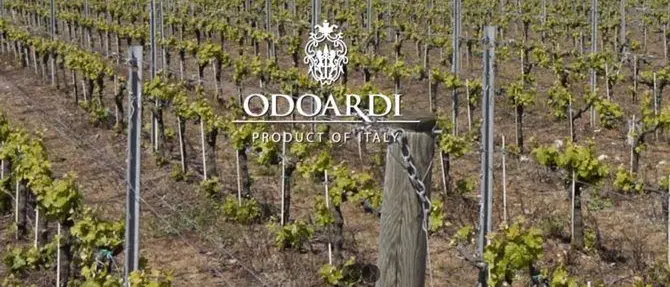 Sigilli alle cantine Odoardi, sequestrati 540mila litri di vino
