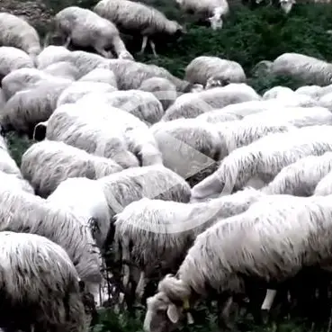 Pecore sacre a Polistena, l’ovile sequestrato è di un pregiudicato (VIDEO)