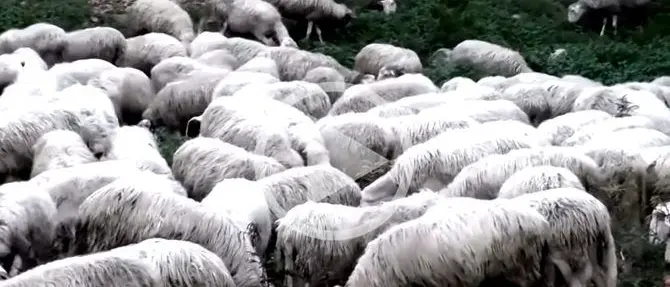 Pecore sacre a Polistena, l’ovile sequestrato è di un pregiudicato (VIDEO)