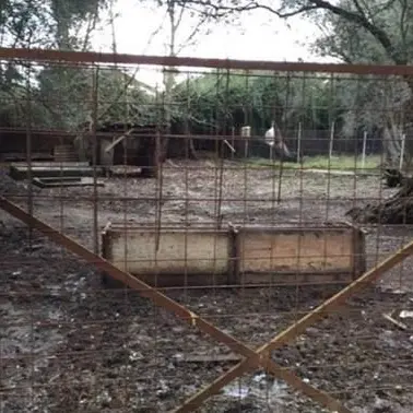 Inquinamento ambientale a Cinquefrondi, multa e sequestro per allevamento ovicaprini