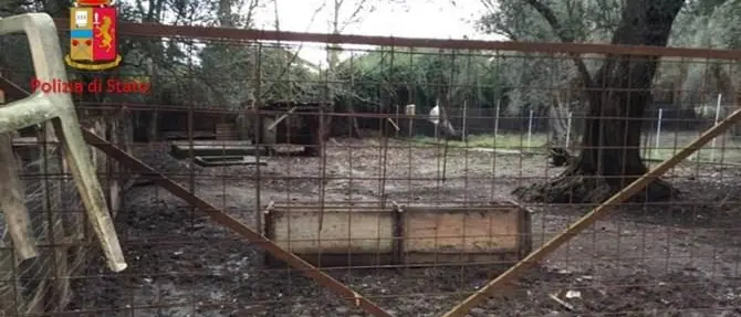 Inquinamento ambientale a Cinquefrondi, multa e sequestro per allevamento ovicaprini