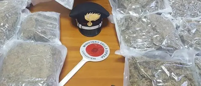 Nascosti tra i mandarini 12 chili di marijuana: un arresto a Rosarno