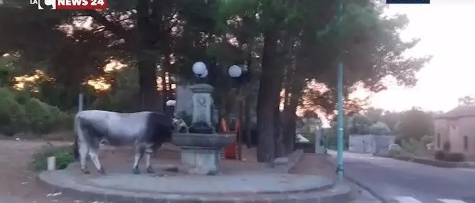 «Liberateci dalle vacche sacre»: nuovo comitato, vecchio problema (VIDEO)