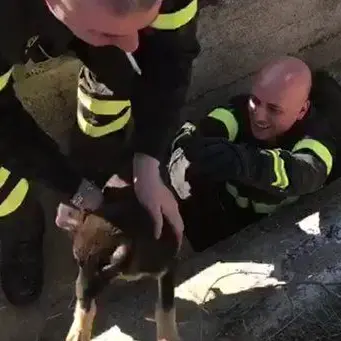 Catanzaro, cucciolo precipita in un pozzo: salvato dai vigili del fuoco (FOTO)