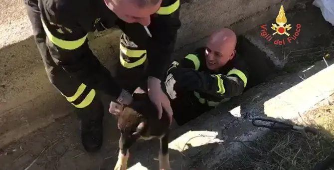 Catanzaro, cucciolo precipita in un pozzo: salvato dai vigili del fuoco (FOTO)