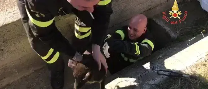 Catanzaro, cucciolo precipita in un pozzo: salvato dai vigili del fuoco (FOTO)