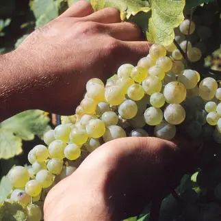 Vini e territorio, a Cosenza serata dedicata ai prodotti calabresi