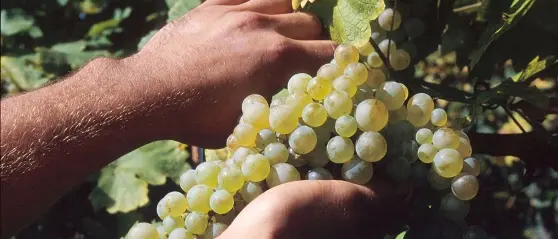 Vini e territorio, a Cosenza serata dedicata ai prodotti calabresi