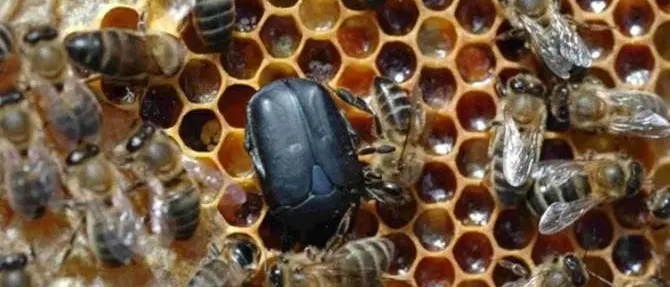 Palmi, l’Istituto agrario “Einaudi” dichiara guerra al coleottero che distrugge gli alveari
