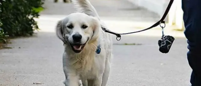 Pianopoli, il sindaco Cuda pronto a pubblicare i video di chi non raccoglie i bisogni dei propri cani