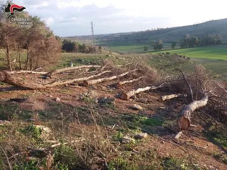 Isola Capo Rizzuto, tagliata area di pineta senza autorizzazione