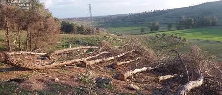 Isola Capo Rizzuto, tagliata area di pineta senza autorizzazione