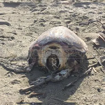 Lamezia, ritrovata carcassa di tartaruga Caretta Caretta senza testa