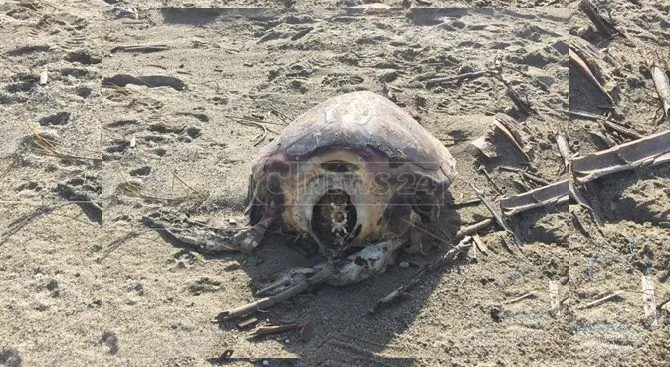 Lamezia, ritrovata carcassa di tartaruga Caretta Caretta senza testa