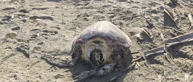 Lamezia, ritrovata carcassa di tartaruga Caretta Caretta senza testa