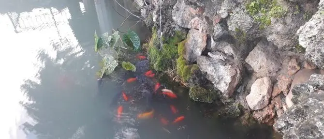 Avvelenati pesci del laghetto a Polistena: «Vile atto di sabotaggio»