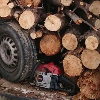 Borgia, sorpreso ad abbattere abusivamente alberi si dà alla fuga