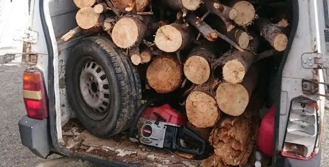 Borgia, sorpreso ad abbattere abusivamente alberi si dà alla fuga