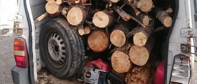 Borgia, sorpreso ad abbattere abusivamente alberi si dà alla fuga