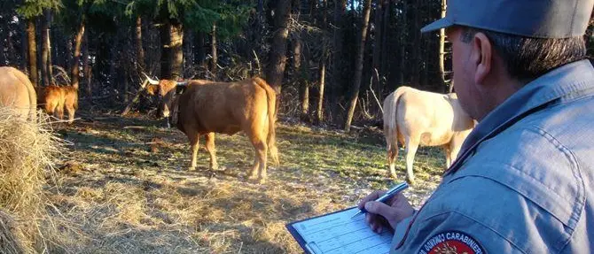 Spezzano, pascolo abusivo nei terreni dell’Arsac: sanzionati i responsabili