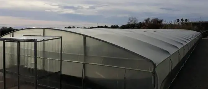 “Spirulina for Africa”, un’alga per il progresso del Terzo mondo