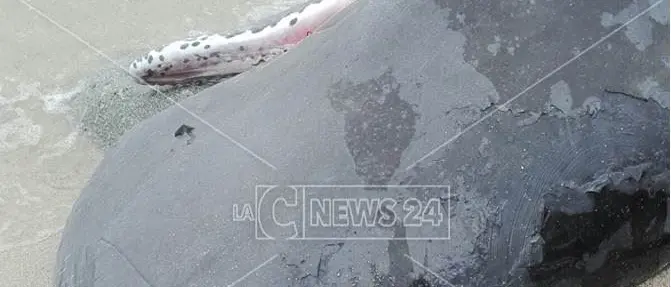 Capodoglio ritrovato morto a Parghelia, il mare lo riprende con sé