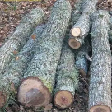 Ruba legna a Cassano Ionio e cerca di sfuggire ai carabinieri