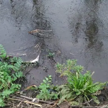 «Acque del Mesima putride», il sindaco di San Ferdinando lancia l’allarme