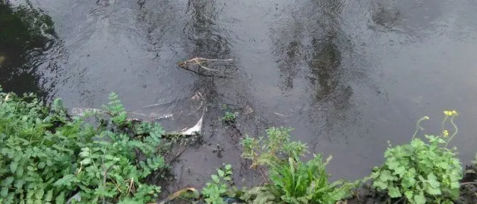 «Acque del Mesima putride», il sindaco di San Ferdinando lancia l’allarme