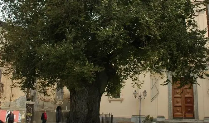 Alberi monumentali d’Italia: in Aspromonte 25 piante secolari