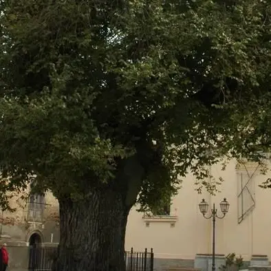 Alberi monumentali d’Italia: in Aspromonte 25 piante secolari