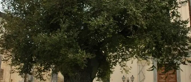 Alberi monumentali d’Italia: in Aspromonte 25 piante secolari