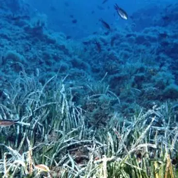 Parchi marini regionali, nasce l’ente