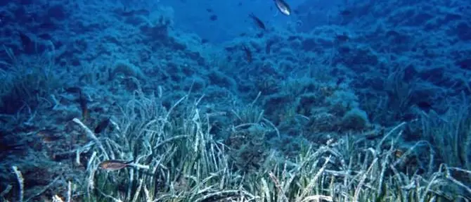 Parchi marini regionali, nasce l’ente