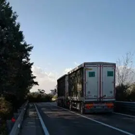 Albero cade sulla statale 106, traffico in tilt tra Rossano e Mirto Crosia