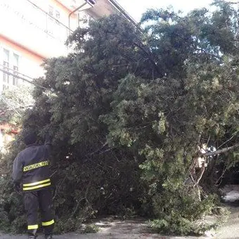 Maltempo nel Catanzarese, albero crolla sulla statale 106 (FOTO-VIDEO)