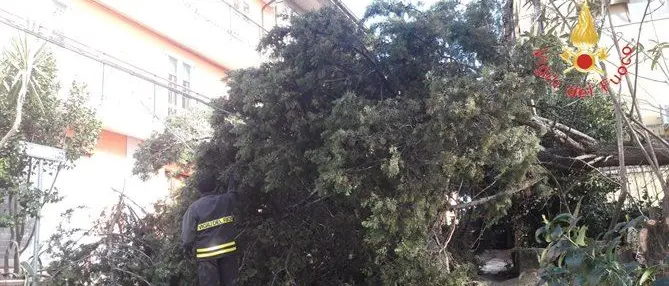 Maltempo nel Catanzarese, albero crolla sulla statale 106 (FOTO-VIDEO)