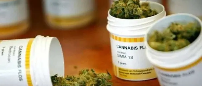 Cannabis terapeutica, Mirabello (Pd) presenta il progetto di legge regionale