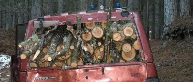 Furto di legna nel parco della Sila, due arresti