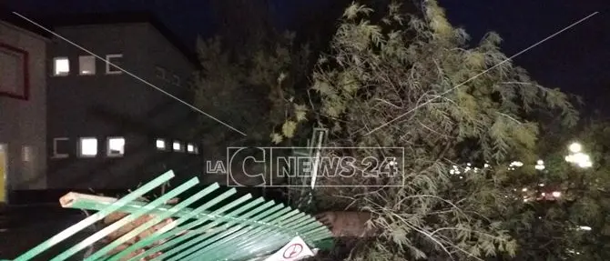 Maltempo: a Rende albero crolla sulla cancellata di una scuola (VIDEO)