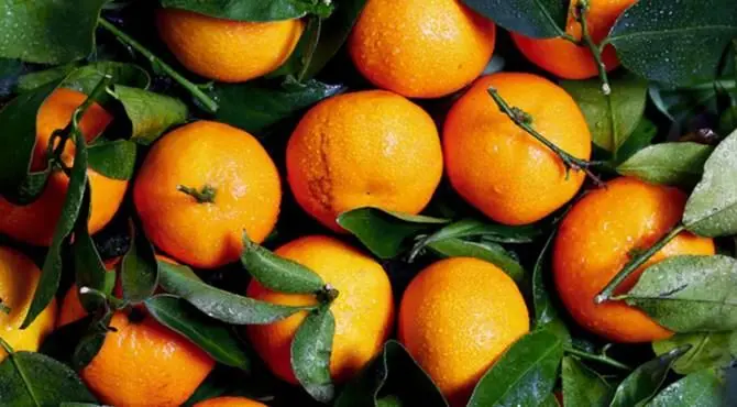 Ai bambini di Amatrice donate le clementine di Corigliano