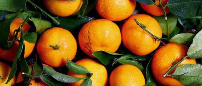 Ai bambini di Amatrice donate le clementine di Corigliano