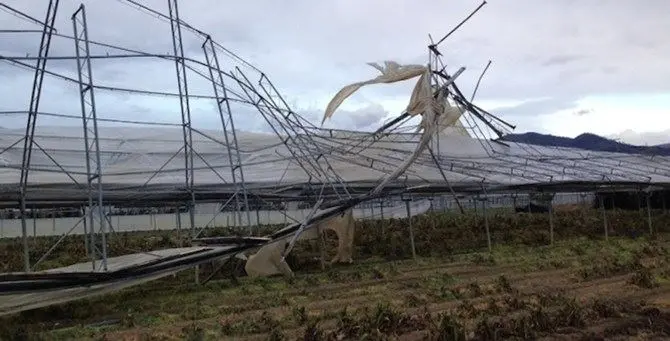 Maltempo, agricoltura in affanno: la Regione pronta a chiedere lo stato di emergenza