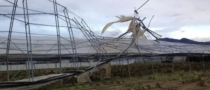 Maltempo, agricoltura in affanno: la Regione pronta a chiedere lo stato di emergenza