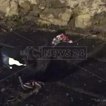 Anatra a spasso per le vie del centro, sabato sera “bestiale” a Lamezia