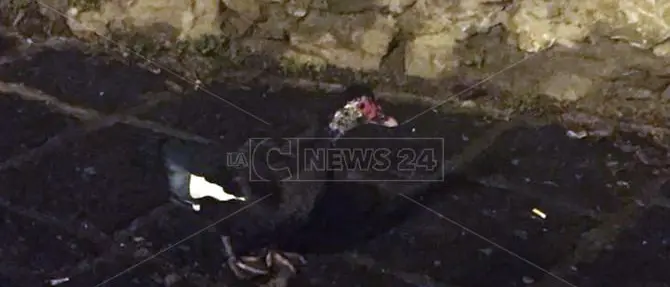 Anatra a spasso per le vie del centro, sabato sera “bestiale” a Lamezia