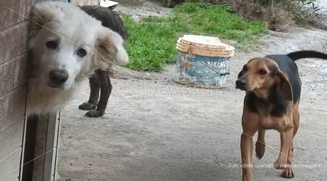 Soverato, l'amore di Serena per gli amici a quattro zampe