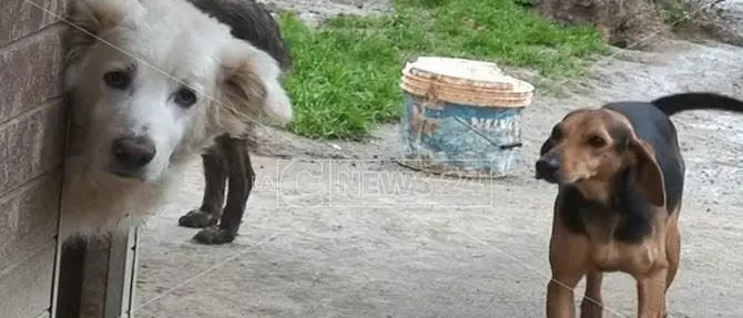 Soverato, l'amore di Serena per gli amici a quattro zampe