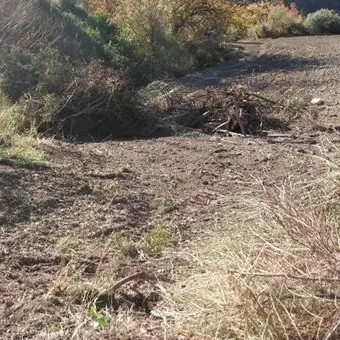 Mesoraca, estirpata macchia mediterranea senza autorizzazione